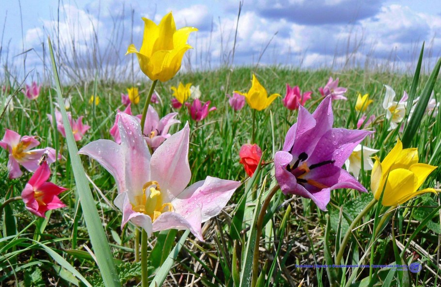 Тюльпан Шренка Tulipa schrenkii