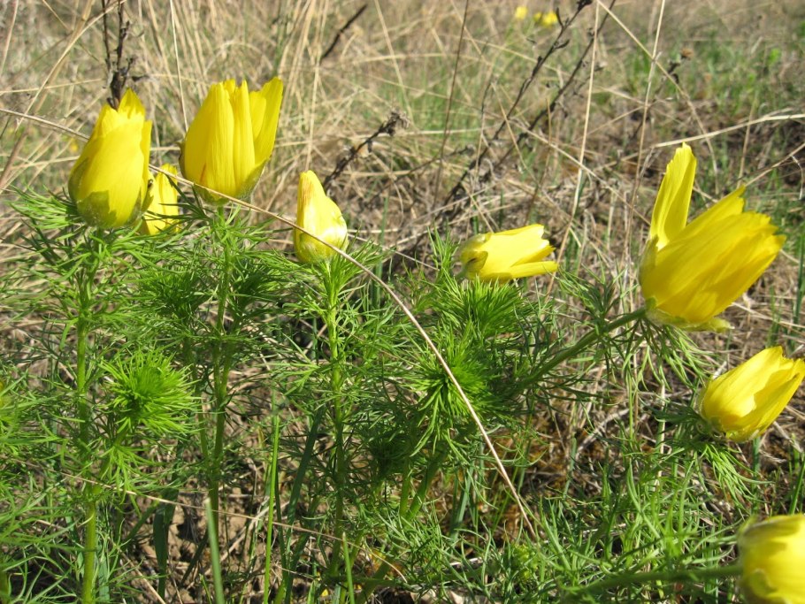 Эритрониум Кандык кавказский