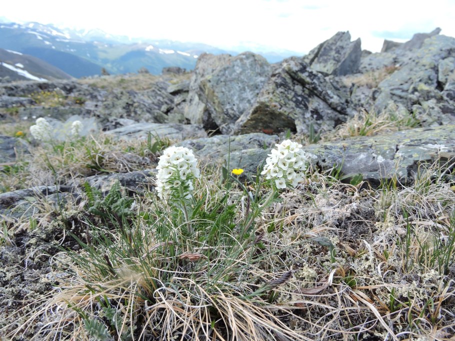 Алтайский заповедник растения