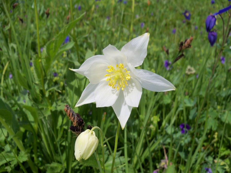 Прострел желтеющий (Сибирский Подснежник)
