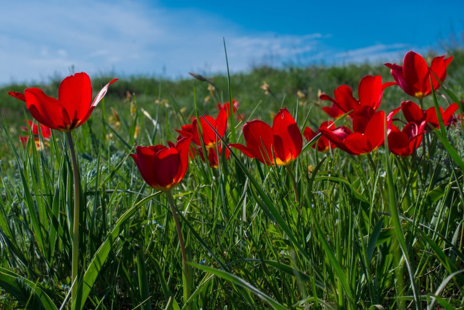 Венерин башмачок фиолетовый