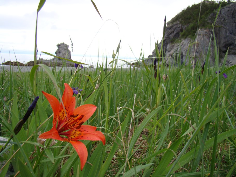 Примула Палласа