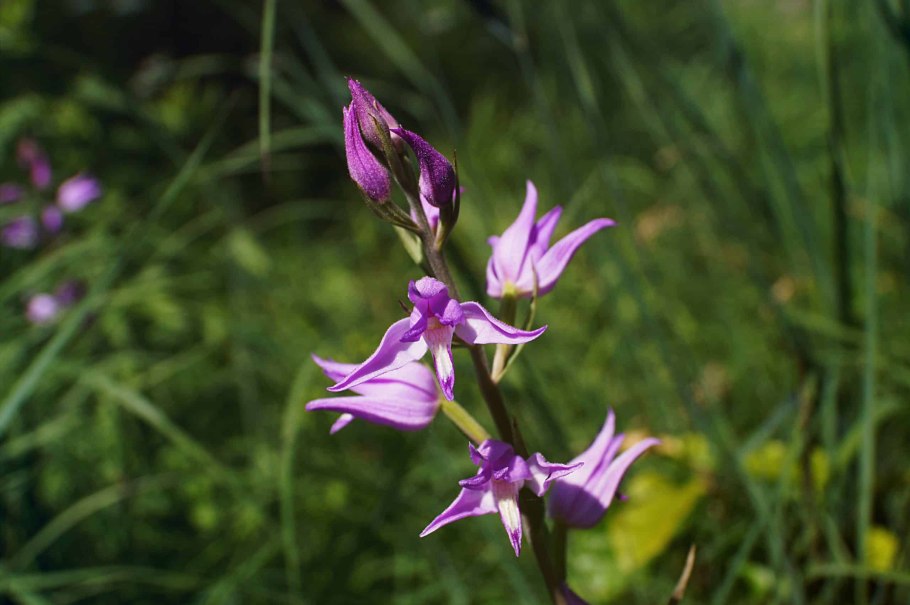 Растение тюльпан Шренка