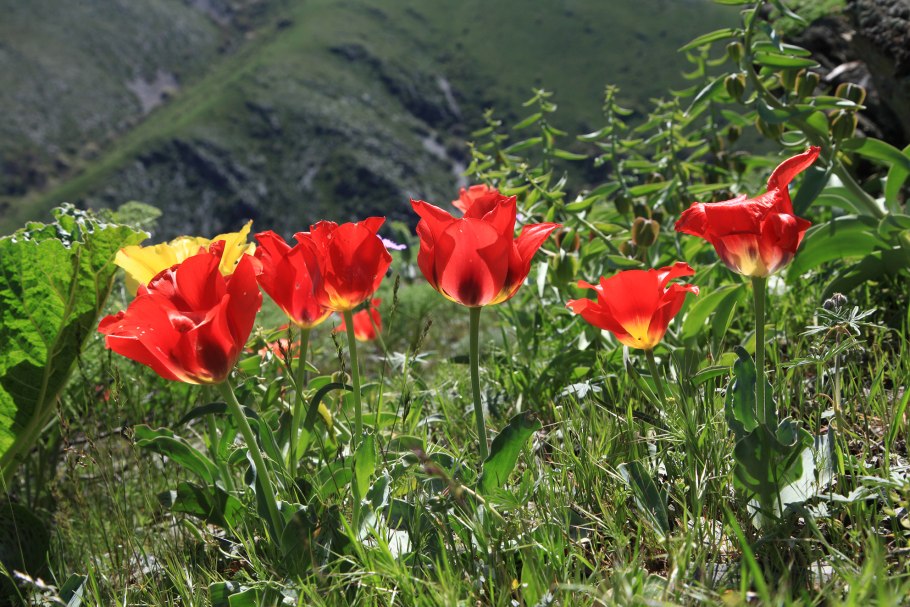 Урочище „Бериккара“