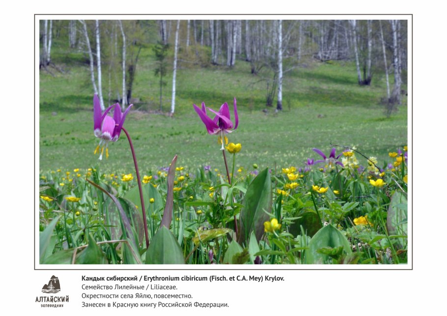 Венерин башмачок крупноцветковый