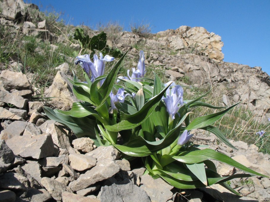 Ильменский заповедник растительность