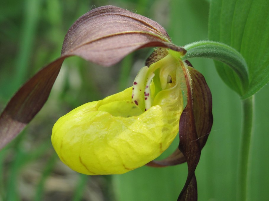 Растения Присурского заповедника