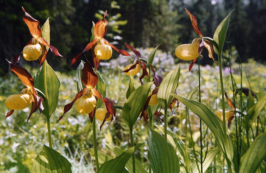 Купальница лиловая -Trollius lilacinus