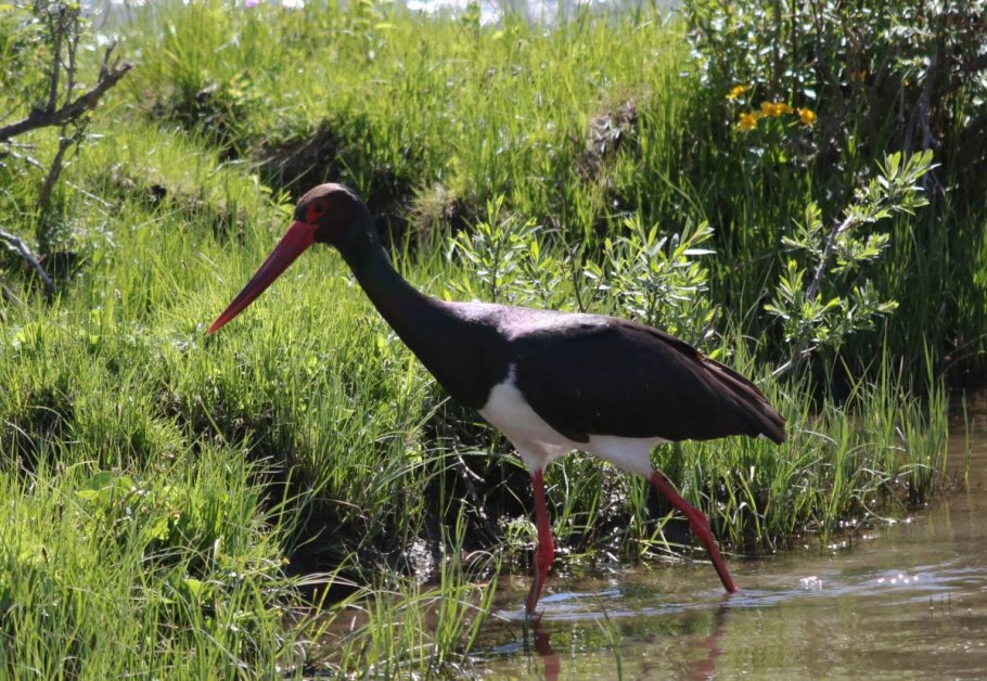 Аксу-Жабаглинский заповедник