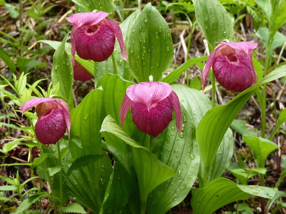 Венерин башмачок красная