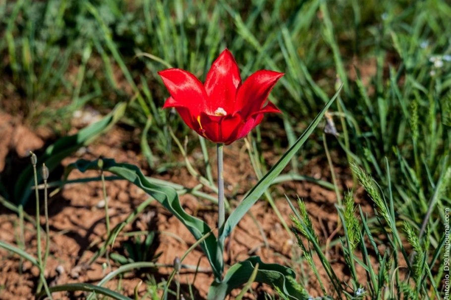 Флора нижняя Кама прострел