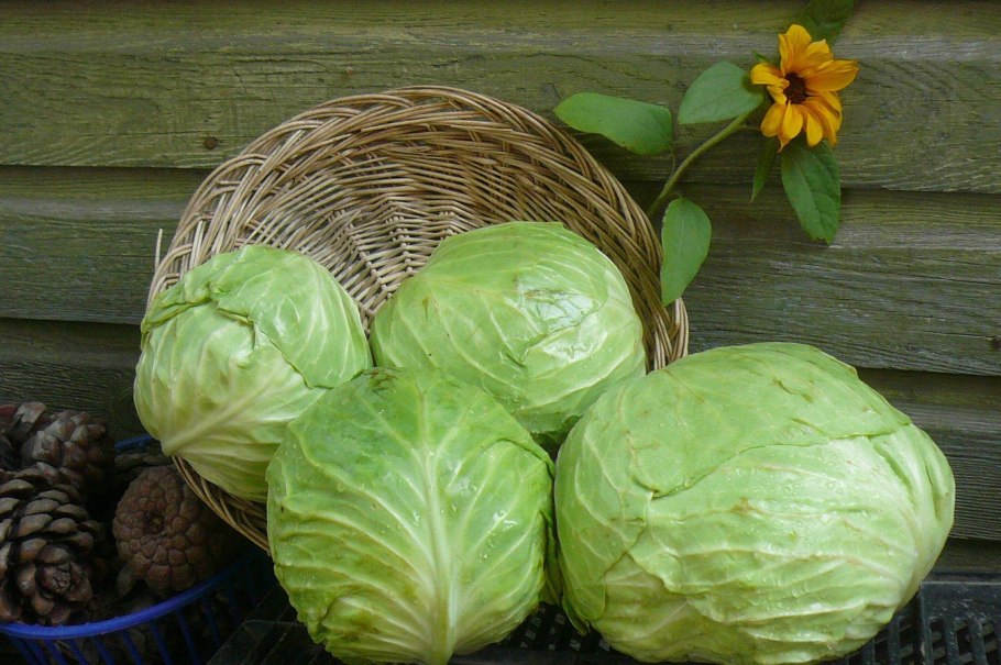 Капуста Мара
