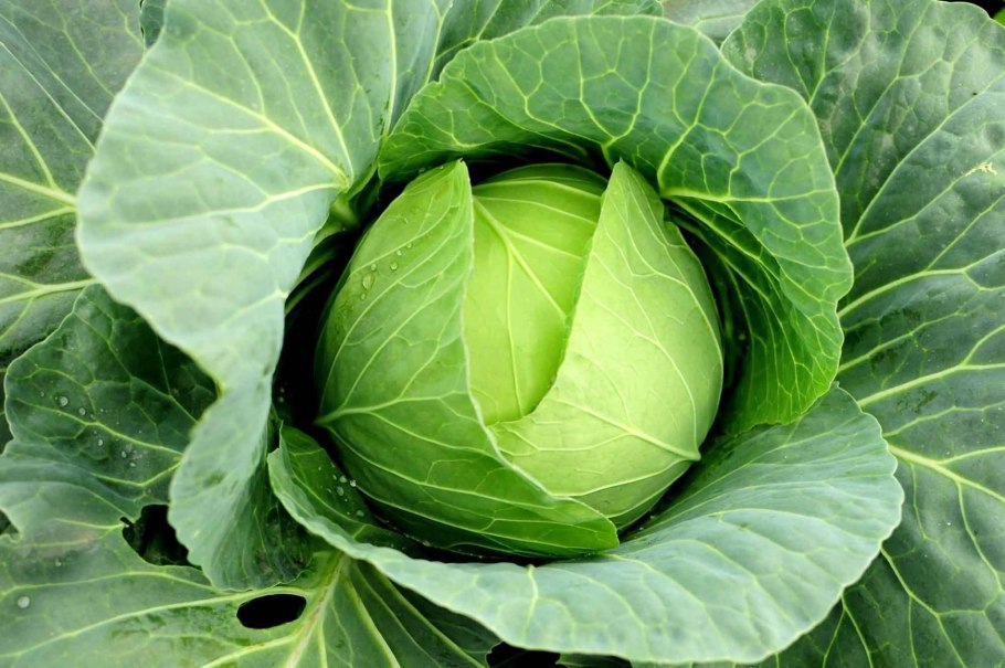 Production lettuce in India by Provinces