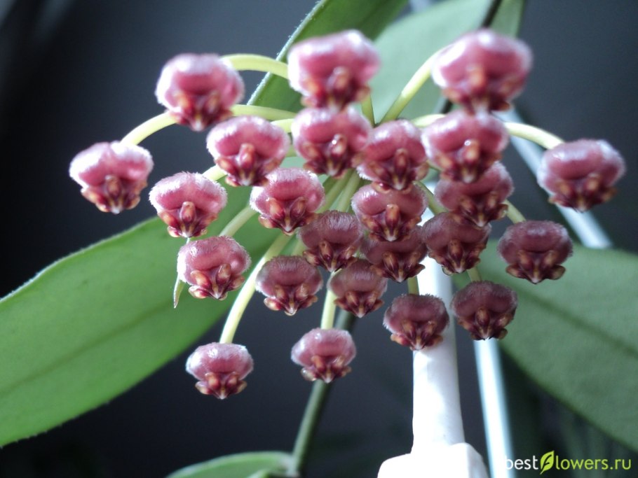 Хойя Грацилис (gracilis)