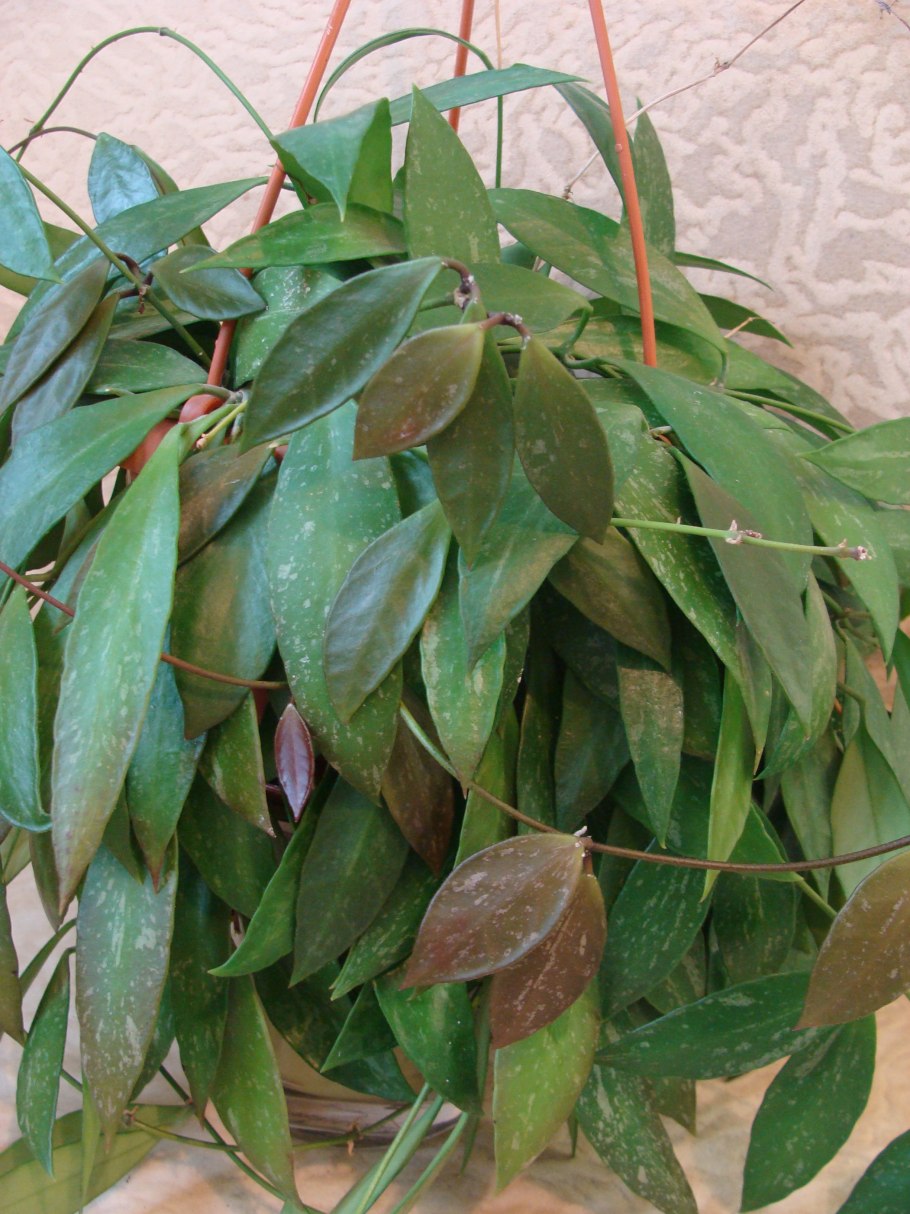 Хойя gracilis