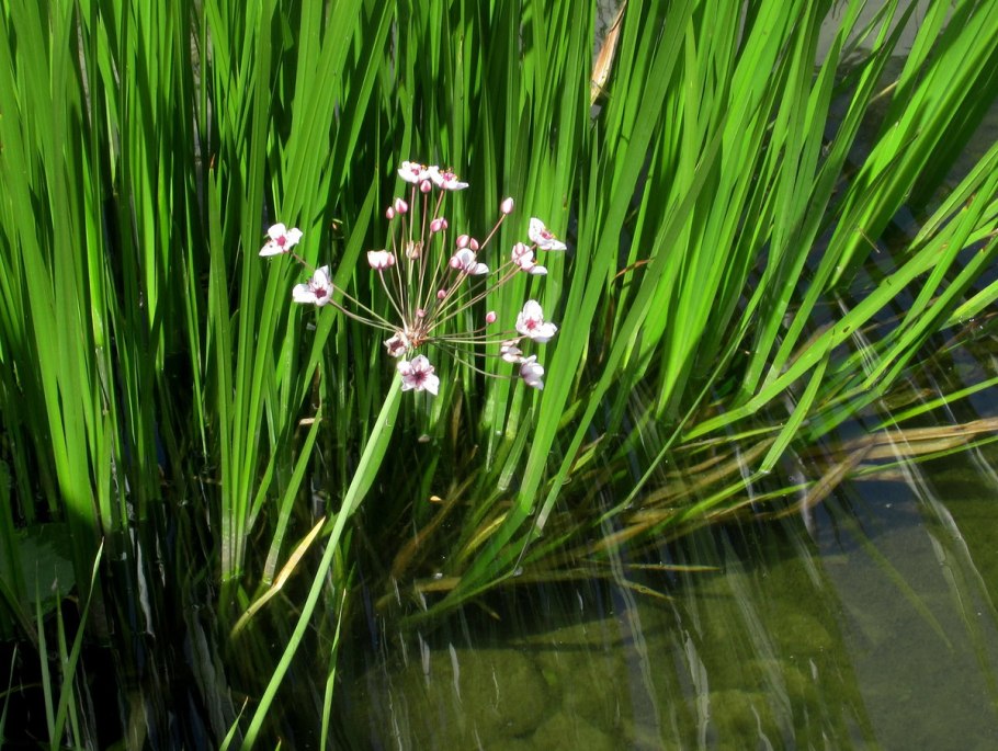 Sagittaria trifolia (стрелолист трёхлистный).