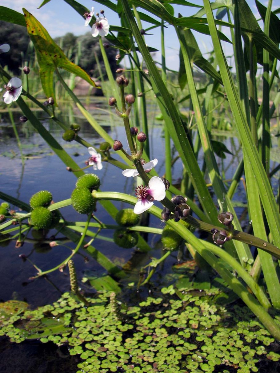 Стрелолист обыкновенный (Sagittaria sagittifolia)