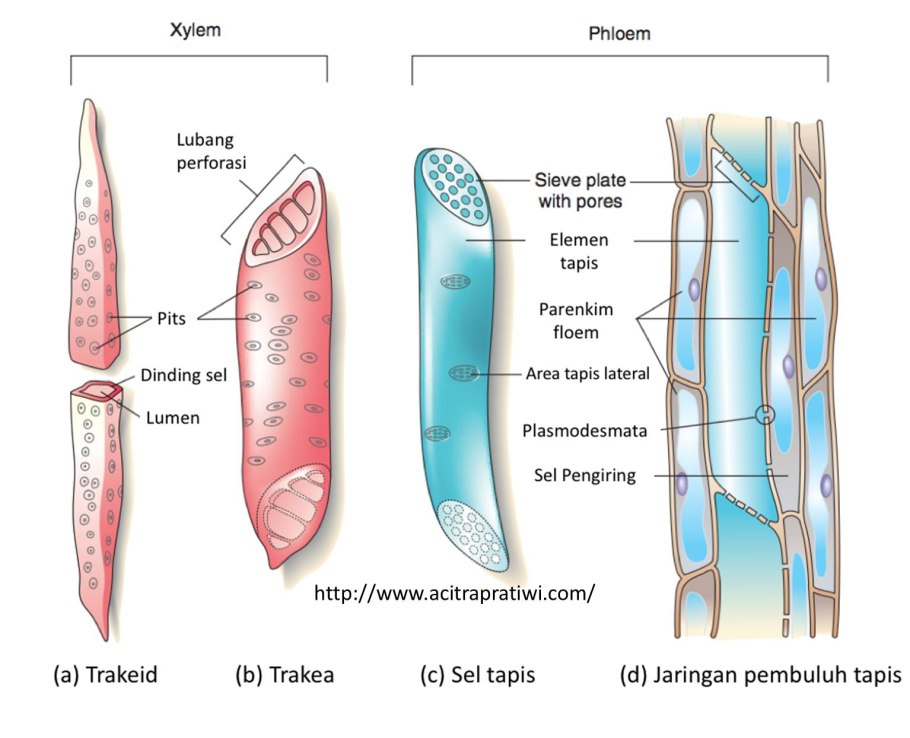 Stomatal apparatus