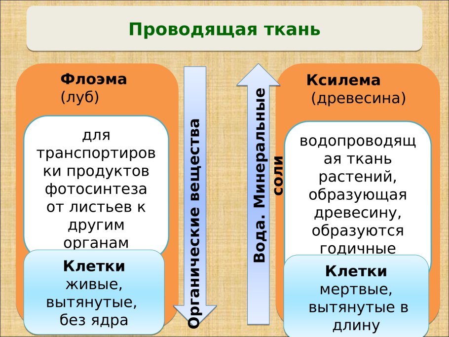 Ксилема и флоэма различия