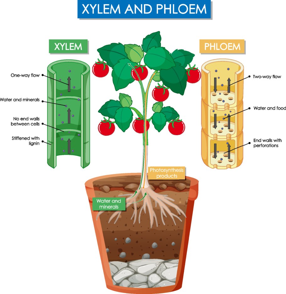 Xlilem floem