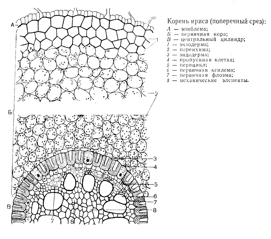 Piliferous layer