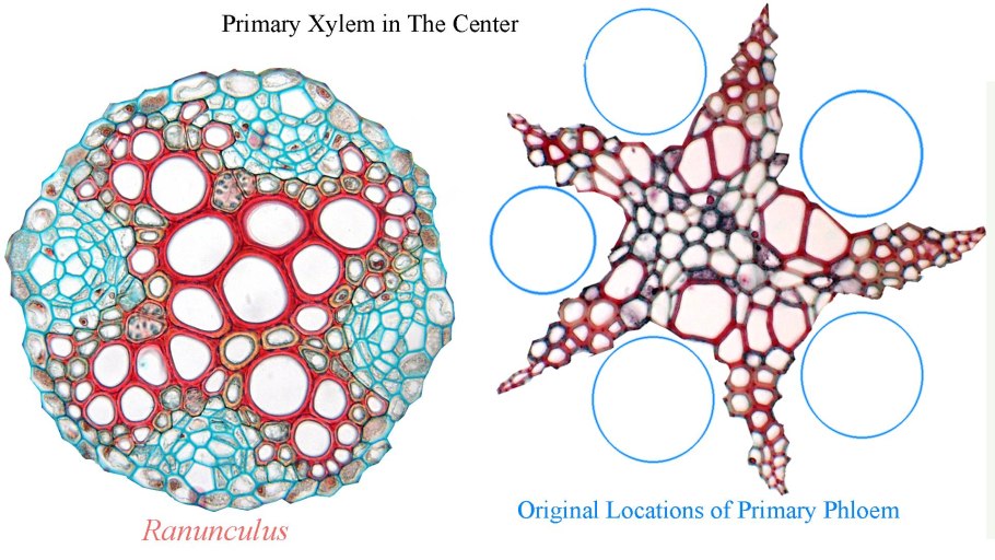 Xylem and phloem