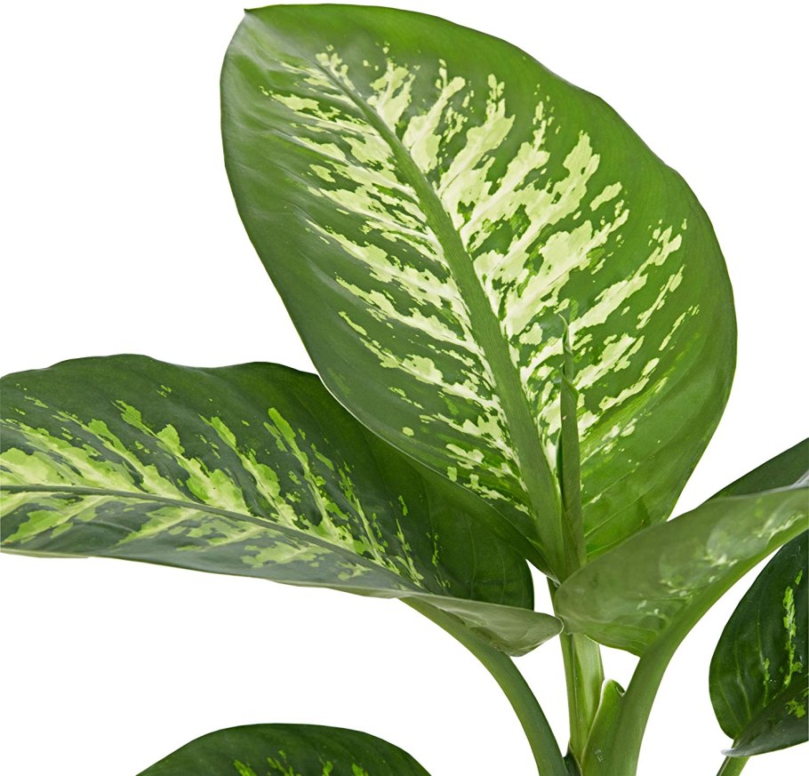 Диффенбахия Баузе (Dieffenbachia bausei)