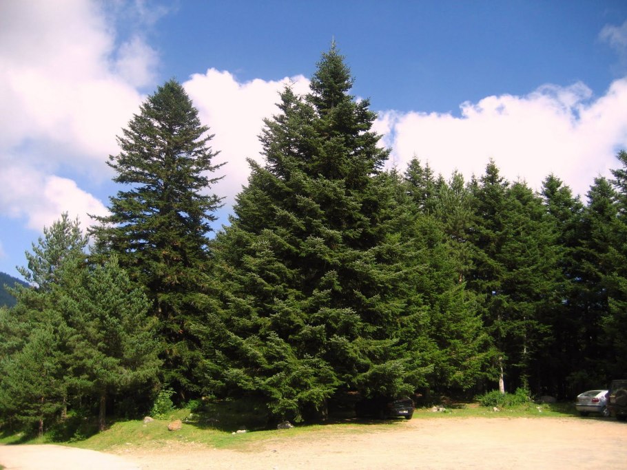 Пихта белая Abies Alba