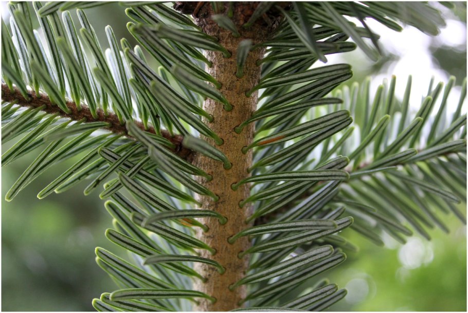 Европейская пихта Abies Alba