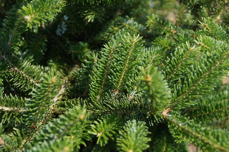 Пихта белая Abies Alba