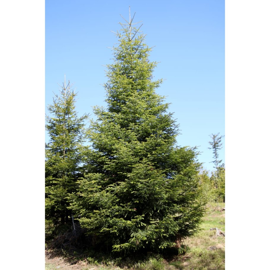 Европейская пихта Abies Alba