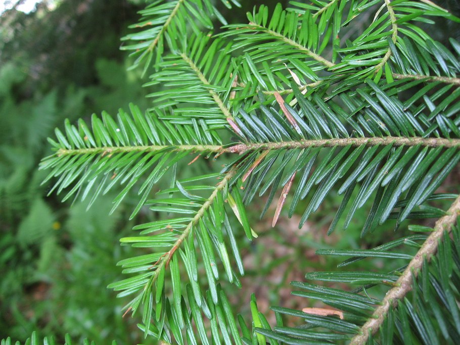 Европейская пихта Abies Alba