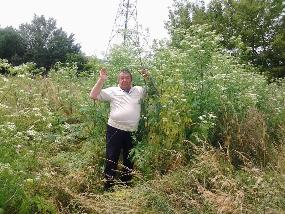 Снадобья из трав