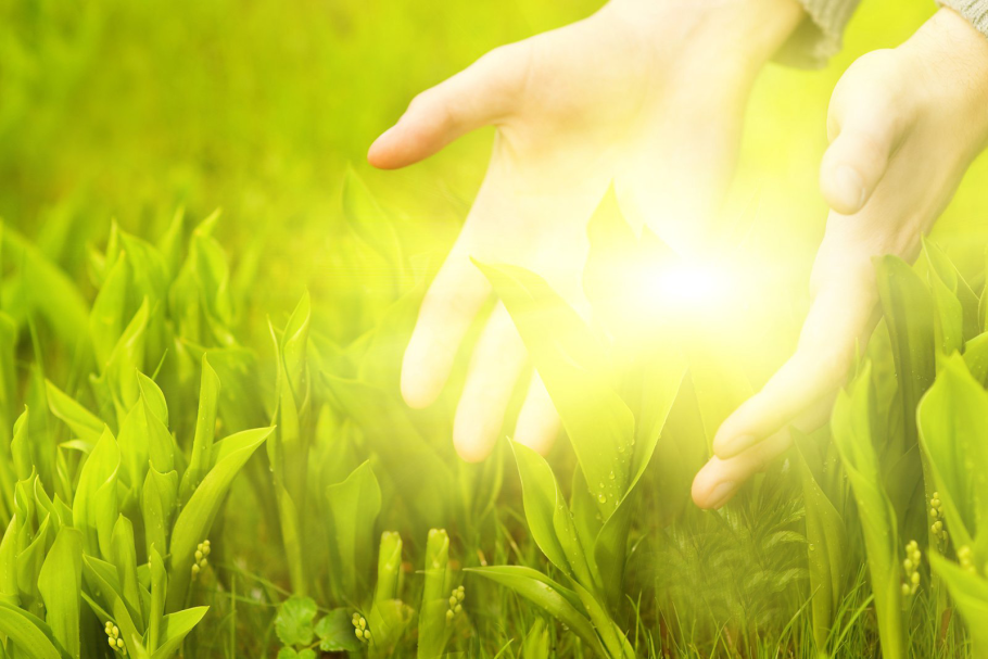 Растения целители книга