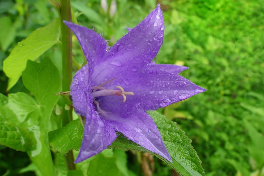 Campanula latifolia l. колокольчик широколистный