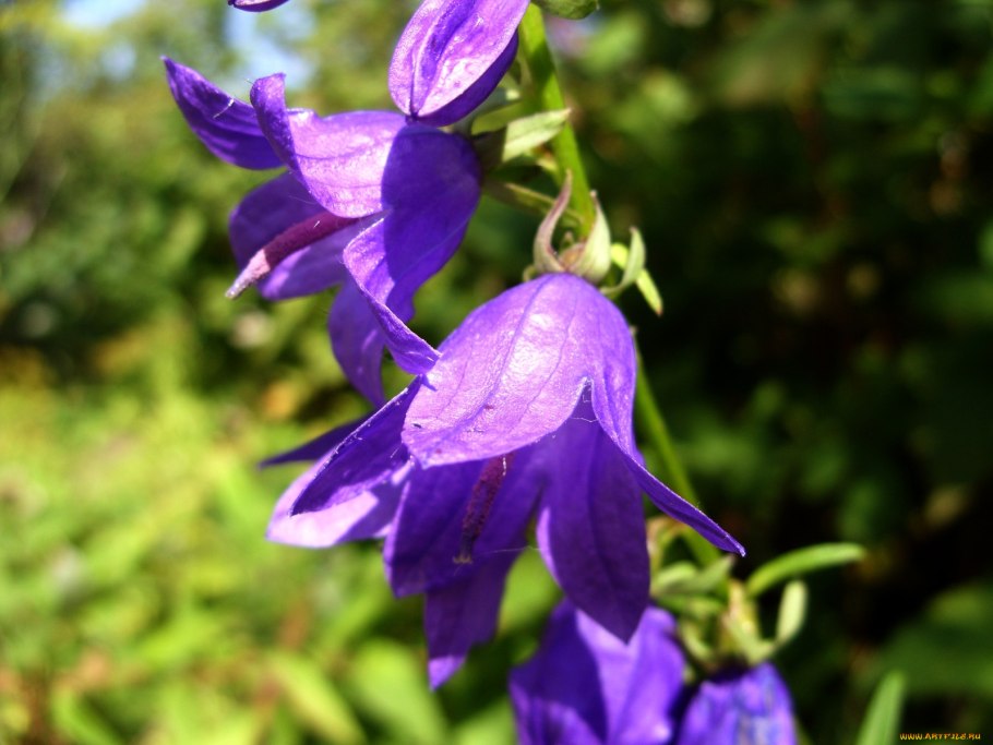 Колокольчик Латифолия