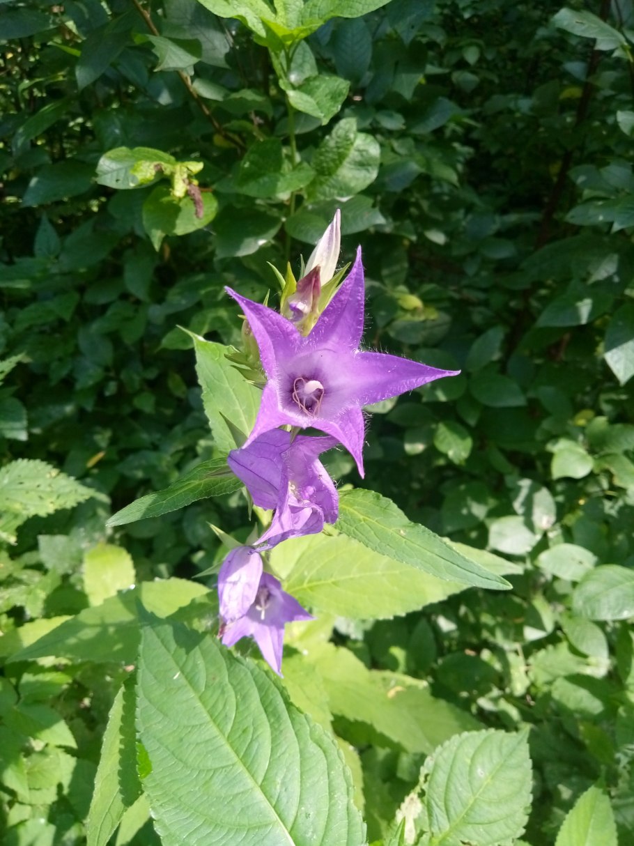 Колокольчик сиреневый широколистный