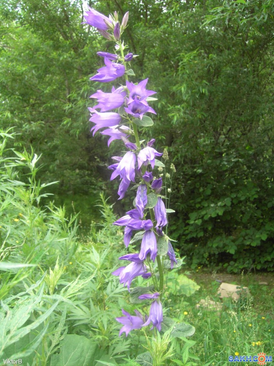 Колокольчик Латифолия