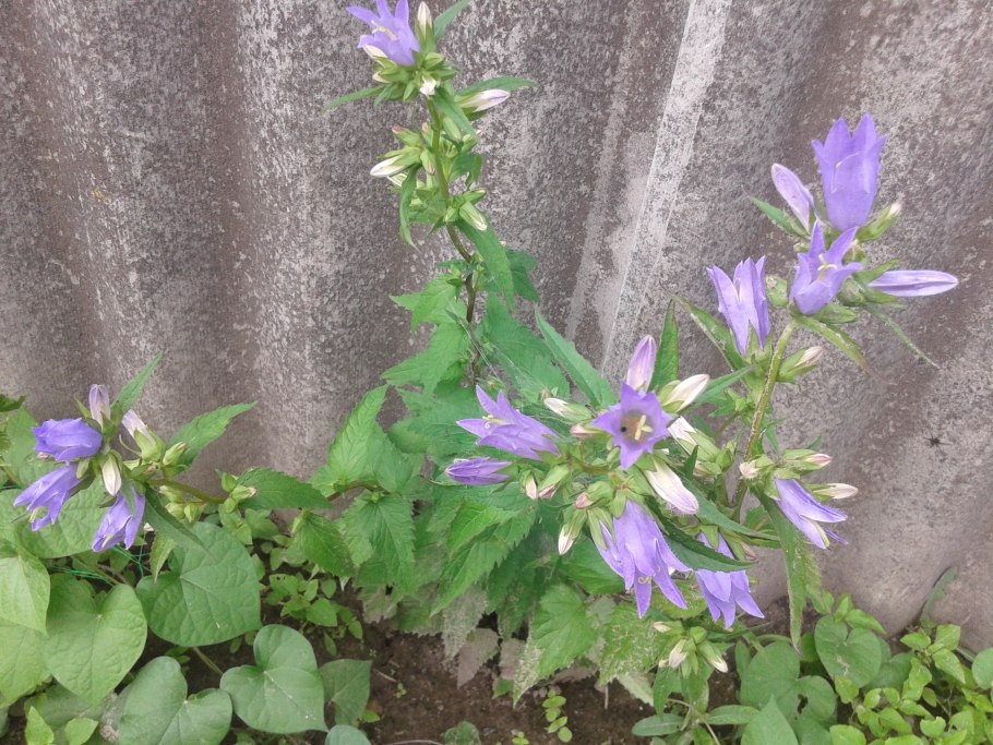 Колокольчик полевой листья