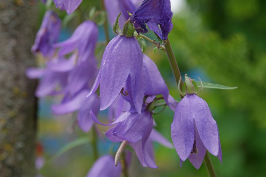 Колокольчик рапунцелевидный кэмпбелл