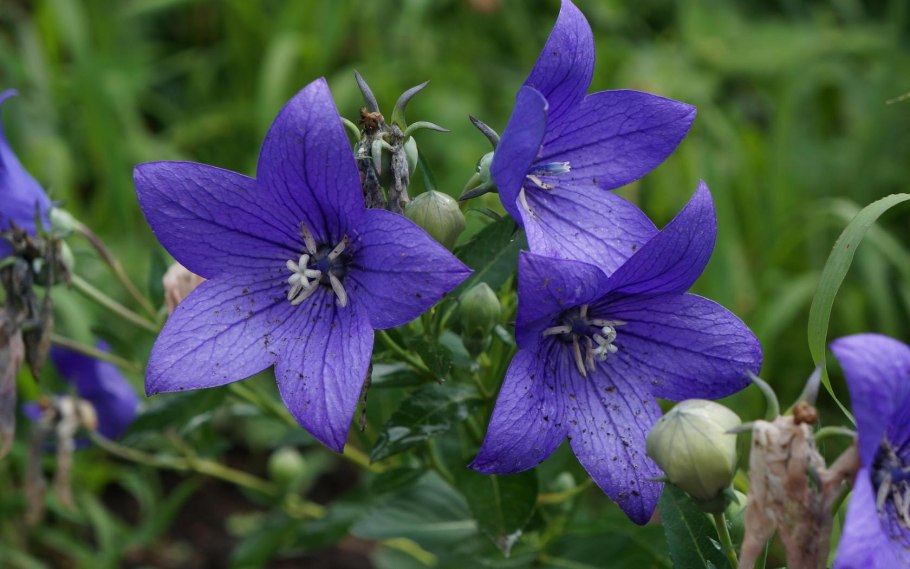 Колокольчик широколистный (Campanula latifolia)