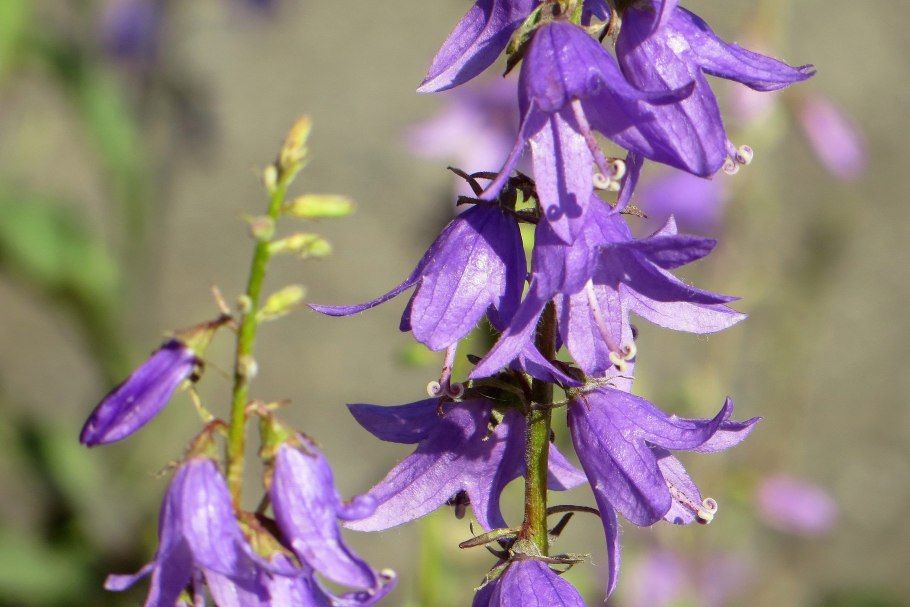 Колокольчик сибирский (campanula sibirica