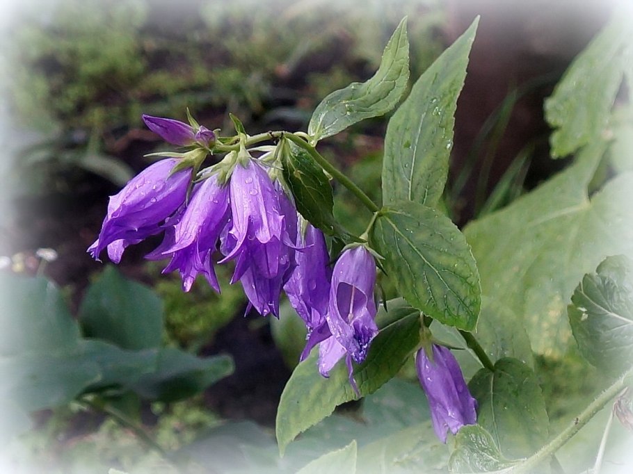 Колокольчик рапунцелевидный (Campanula rapunculoides l.)