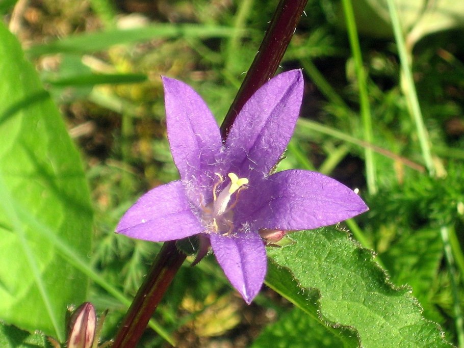 Курильский колокольчик