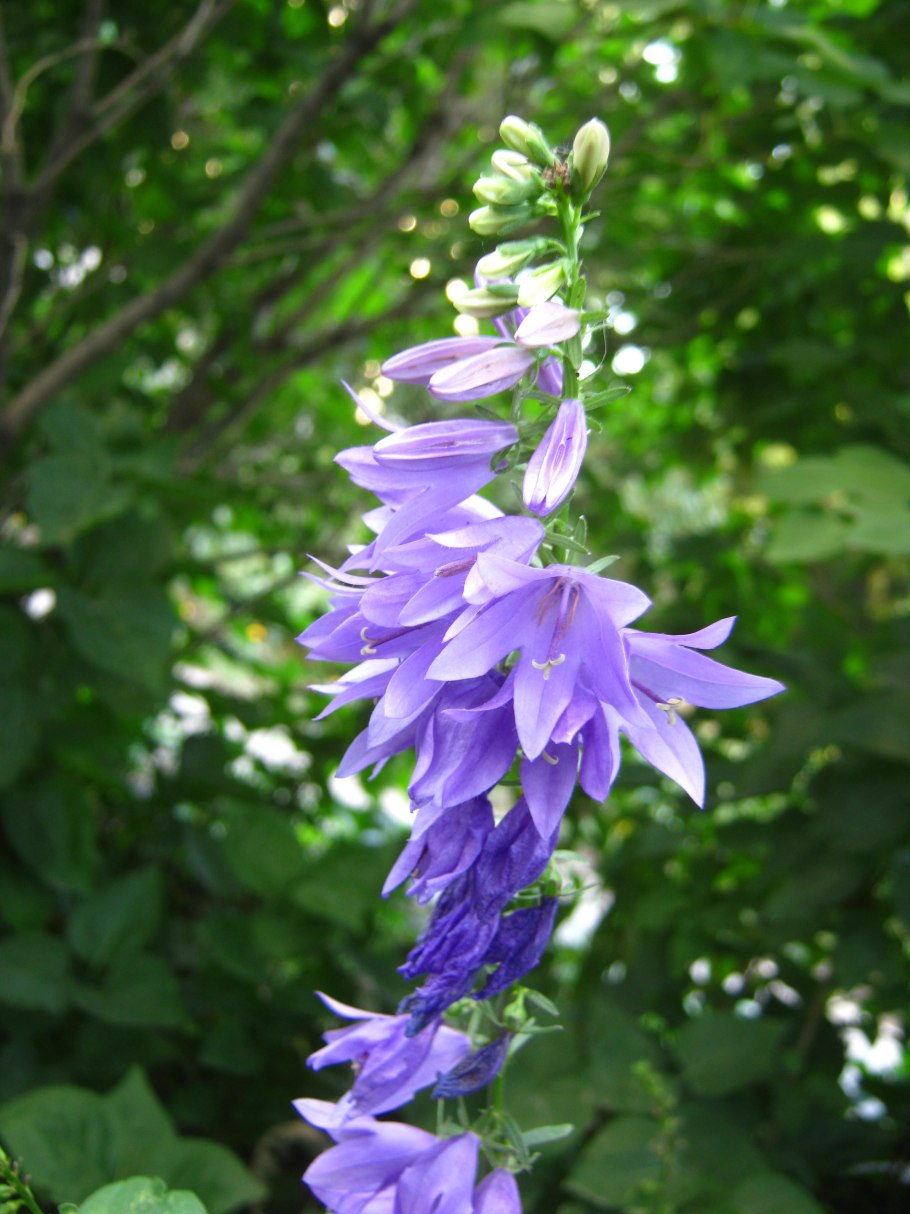 Колокольчик рапунцелевидный