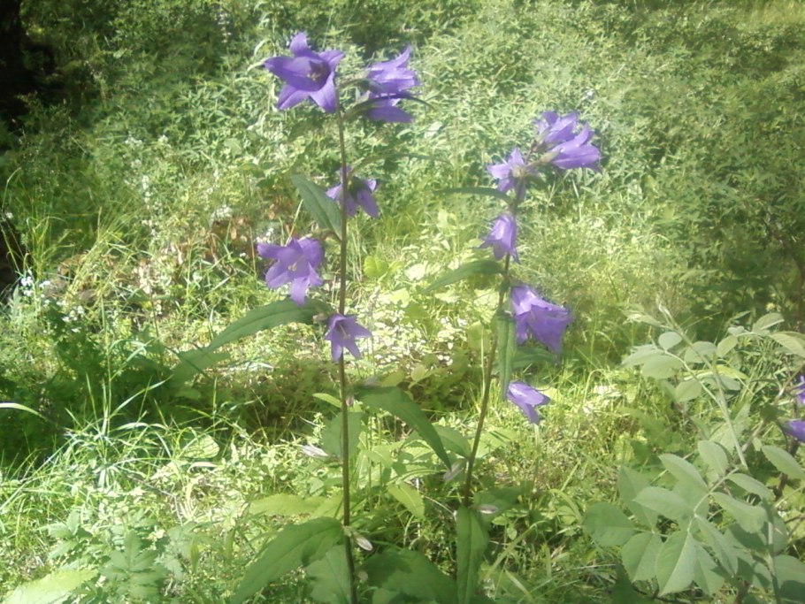Campanula trachelium