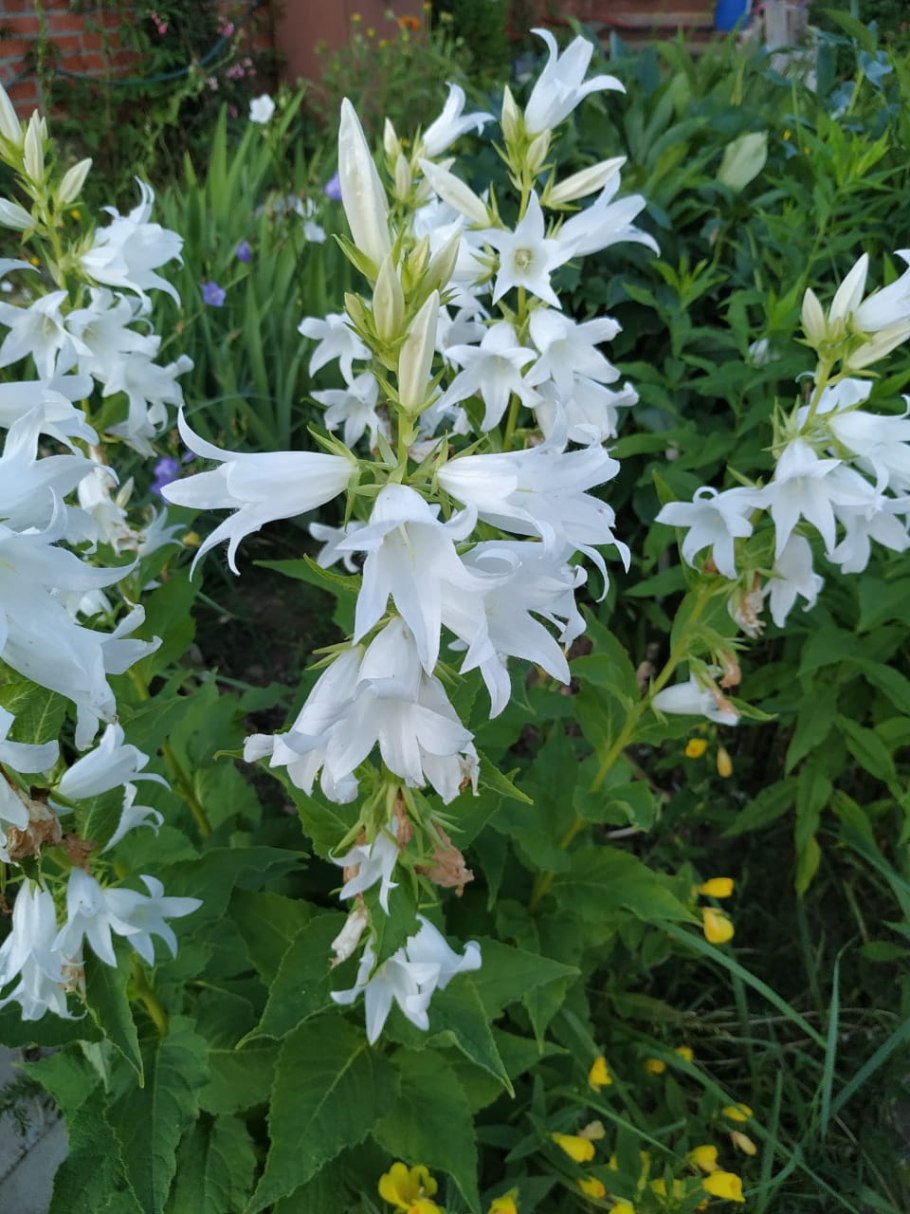 Кампанула крапиволистная белая