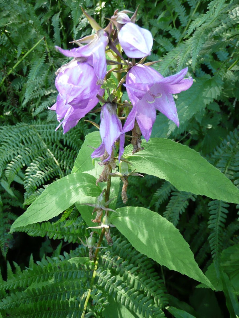Campanula latifolia