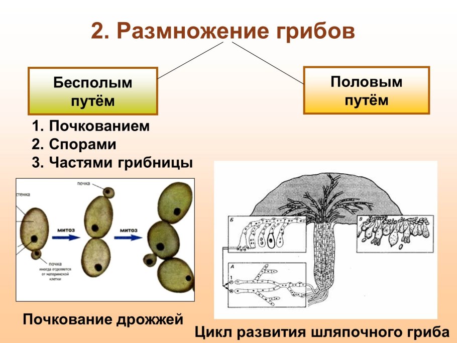 Размножение шляпочных грибов грибницей