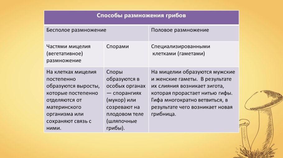 Характеристики грибов по биологии 5 класс